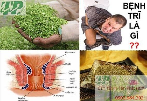 Địa chỉ mua bán nụ hoa hòe tại Huyện Quốc Oai giá tốt