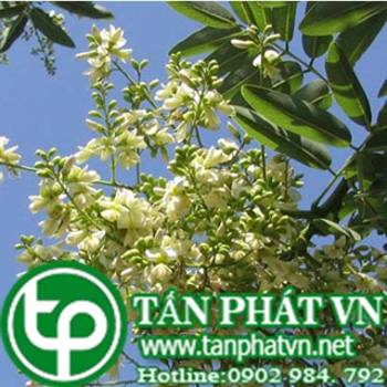 Phân phối sỉ lẻ hoa hòe tại Thái Bình chống co thắt cơ trơn